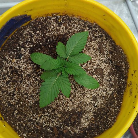 Meat Apple #1 growlog timeline photo