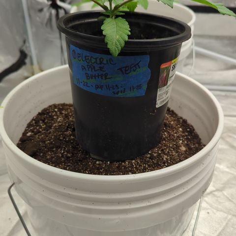 EAB #1 growlog timeline photo