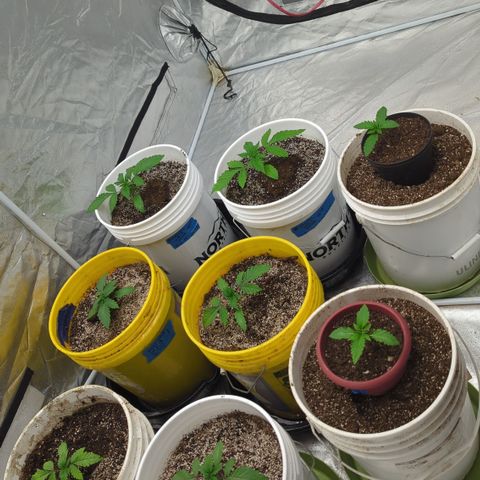 Meat Apple #1 growlog timeline photo