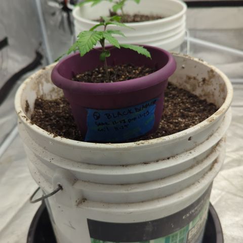 Black Diamond #2 growlog timeline photo