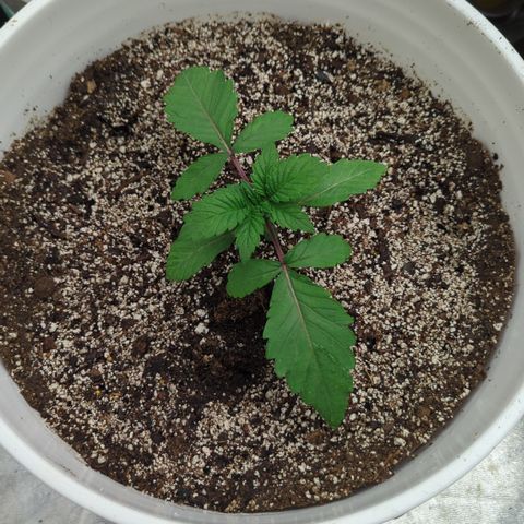 EAB #1 growlog timeline photo
