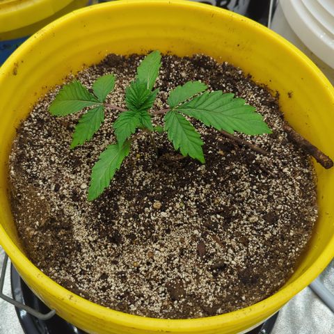 Meat Apple #2 growlog timeline photo