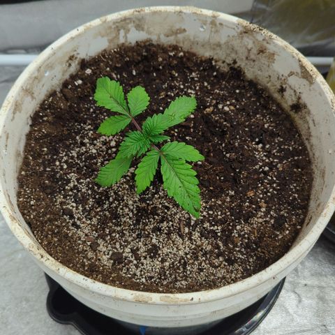 Black Diamond #2 growlog timeline photo