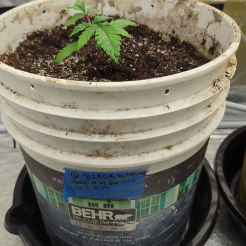 Black Diamond #2 growlog timeline photo