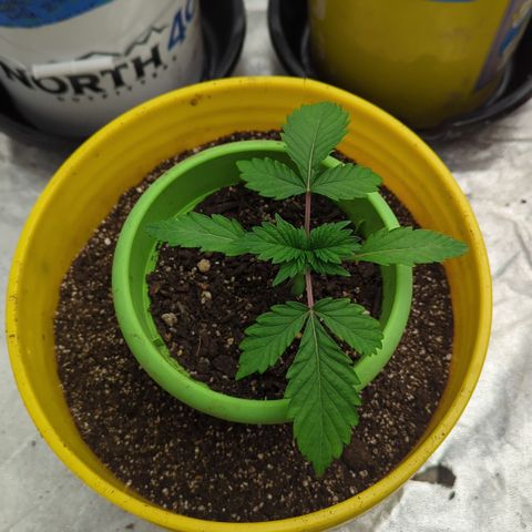 Meat Apple #2 growlog timeline photo