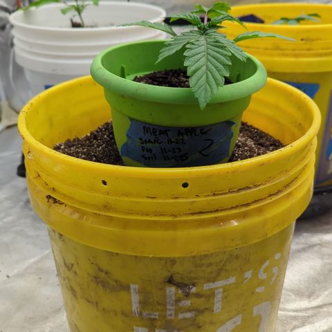 Meat Apple #2 growlog timeline photo