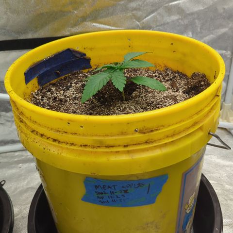 Meat Apple #1 growlog timeline photo