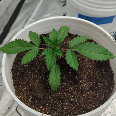 EAB #1 growlog timeline photo