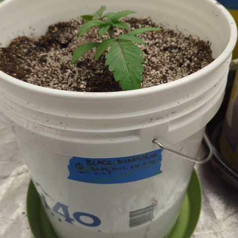 EAB #1 growlog timeline photo