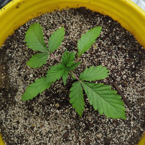 Meat Apple #2 growlog timeline photo