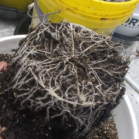 EAB #1 growlog timeline photo