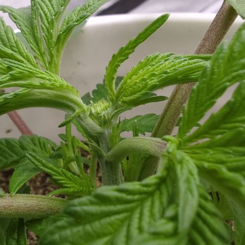 EAB #1 growlog timeline photo