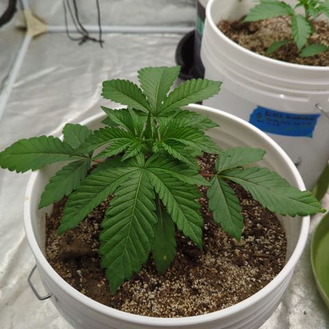 EAB #1 growlog timeline photo