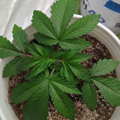 EAB #1 growlog timeline photo