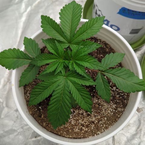 EAB #1 growlog timeline photo