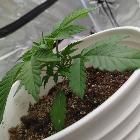 EAB #1 growlog timeline photo