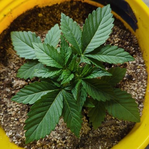 Meat Apple #1 growlog photo: Short and sticky this pheno is!!