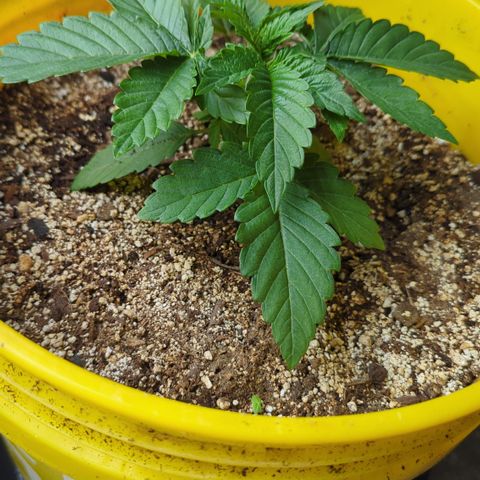 Meat Apple #1 growlog photo: Short and sticky this pheno is!!