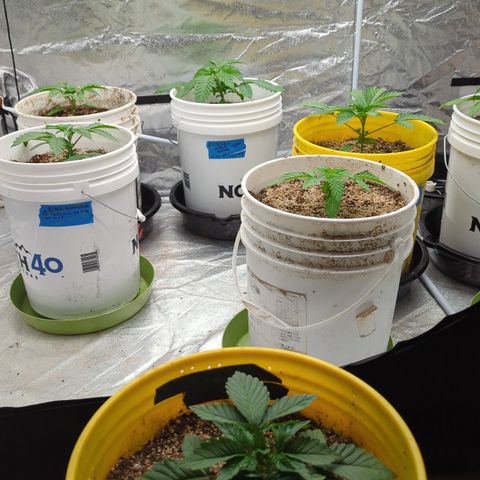 Meat Apple #1 growlog photo: Short and sticky this pheno is!!