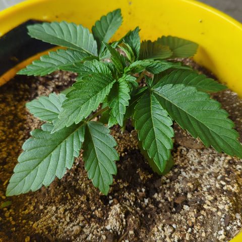 Meat Apple #1 growlog photo: Short and sticky this pheno is!!
