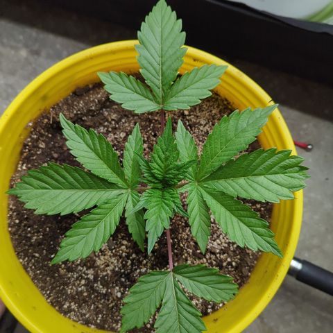 Meat Apple #2 growlog photo: A lot longer pheno. Opposite of her sister
Fimmed the shoot above the 4th node