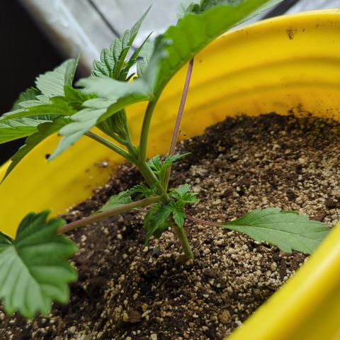 Meat Apple #2 growlog photo: A lot longer pheno. Opposite of her sister
Fimmed the shoot above the 4th node