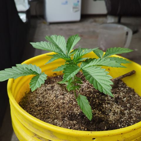 Meat Apple #2 growlog photo: A lot longer pheno. Opposite of her sister
Fimmed the shoot above the 4th node