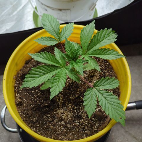Meat Apple #2 growlog photo: A lot longer pheno. Opposite of her sister
Fimmed the shoot above the 4th node