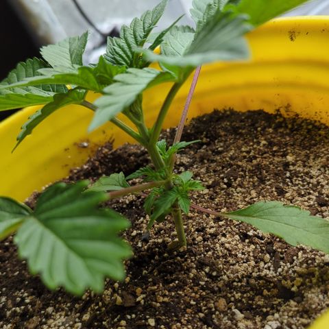 Meat Apple #2 growlog photo: A lot longer pheno. Opposite of her sister
Fimmed the shoot above the 4th node