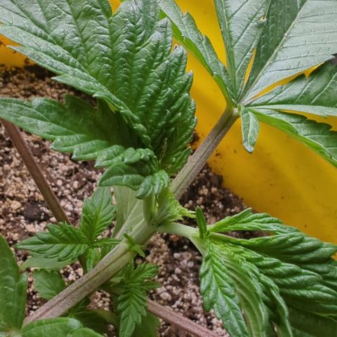 Meat Apple #2 growlog photo: A lot longer pheno. Opposite of her sister
Fimmed the shoot above the 4th node