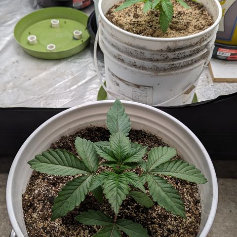 Black Diamond #1 growlog timeline photo