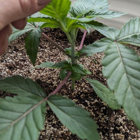 Black Diamond #1 growlog timeline photo