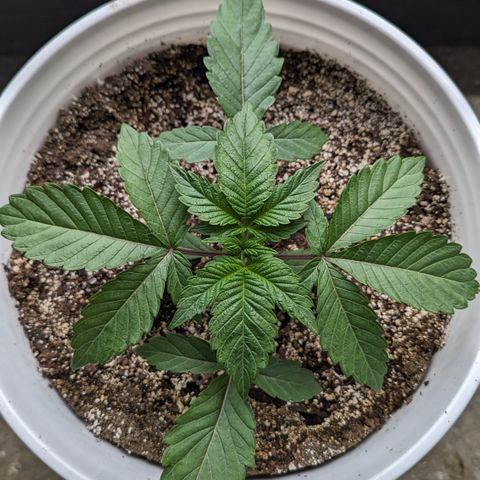Black Diamond #1 growlog timeline photo