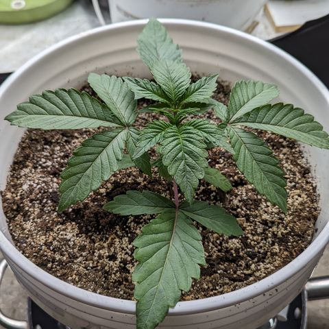 Black Diamond #1 growlog timeline photo