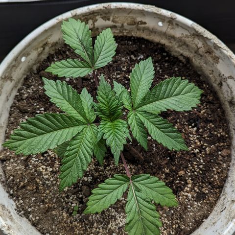 Black Diamond #2 growlog timeline photo