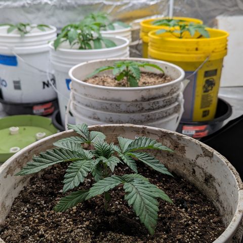 Black Diamond #2 growlog timeline photo