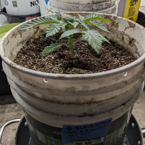 Black Diamond #2 growlog timeline photo