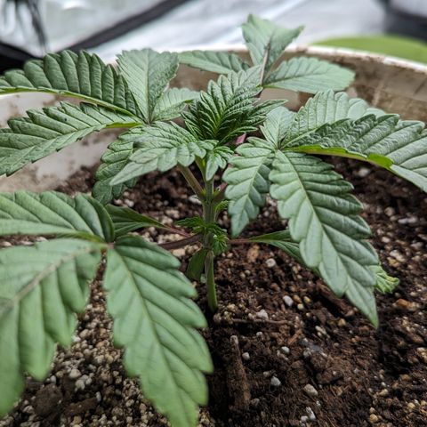 Black Diamond #2 growlog timeline photo