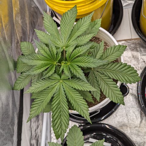 EAB #1 growlog timeline photo