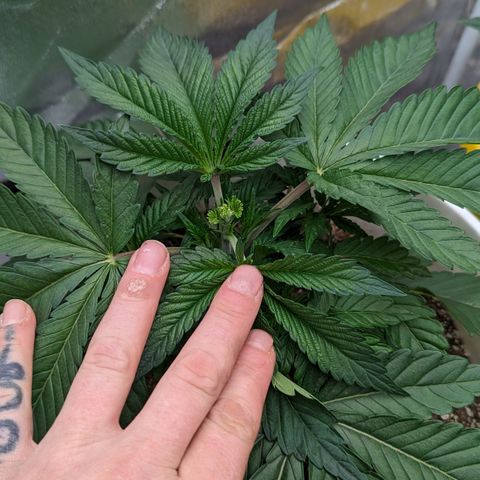 EAB #1 growlog timeline photo