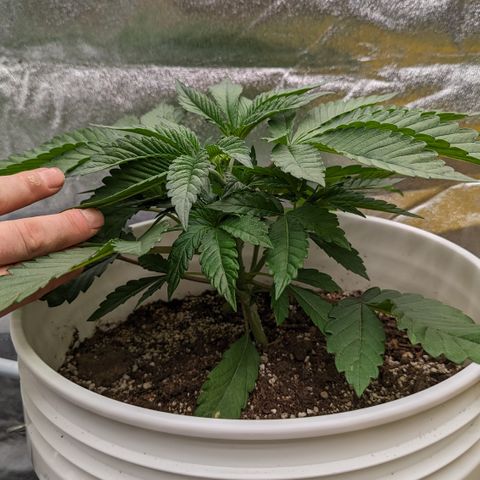 EAB #1 growlog timeline photo