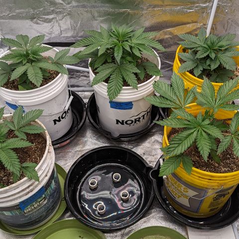 EAB #1 growlog timeline photo