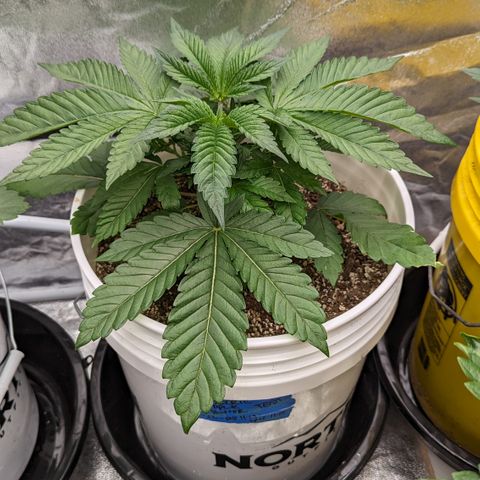 EAB #1 growlog timeline photo