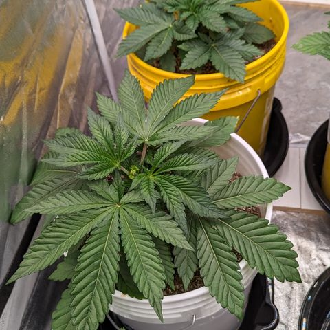 EAB #1 growlog timeline photo