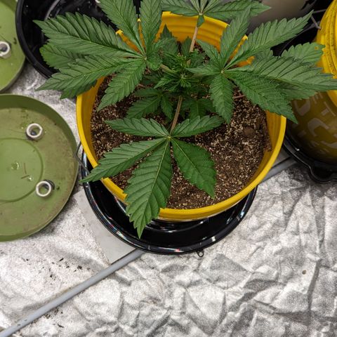 Meat Apple #2 growlog timeline photo