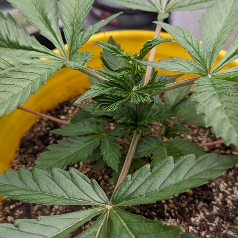 Meat Apple #2 growlog timeline photo