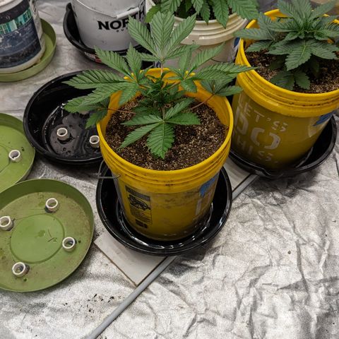 Meat Apple #2 growlog timeline photo