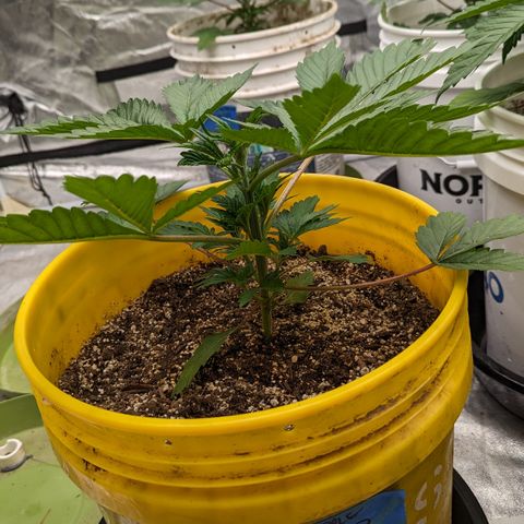 Meat Apple #2 growlog timeline photo