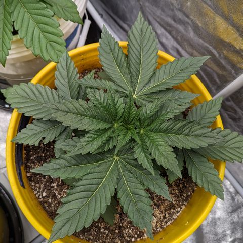 Meat Apple #1 growlog timeline photo
