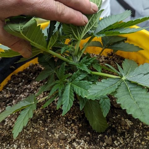 Meat Apple #1 growlog timeline photo
